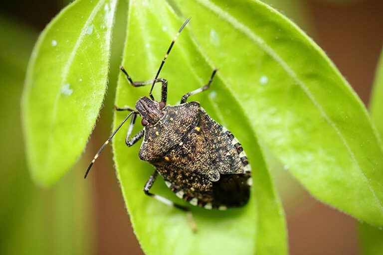 Noch�n Waldgedicht Die Wanze Waldpoet®