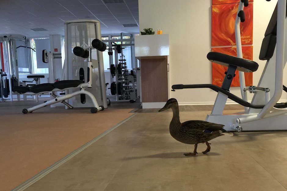 Ente im Fitnessstudio 2