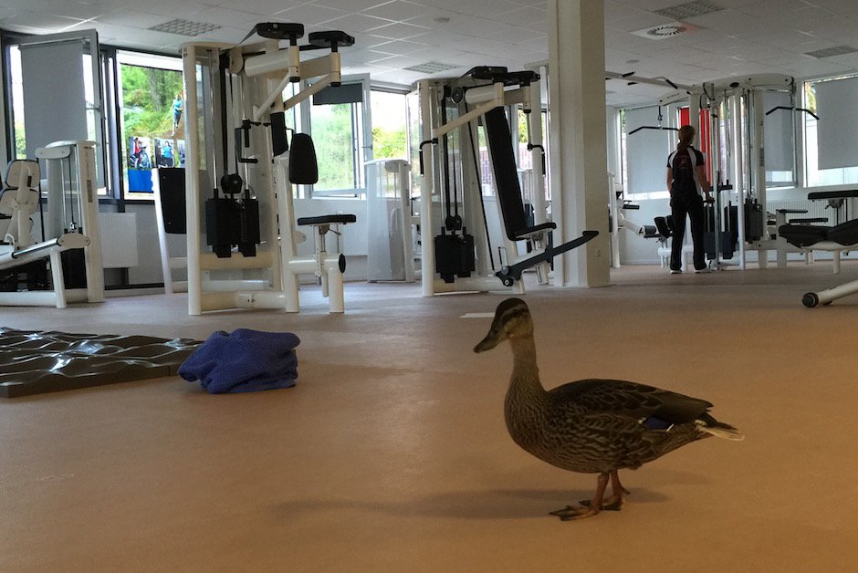Ente im Fitnessstudio 3