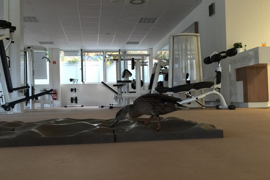 Ente auf Terrasensa 1