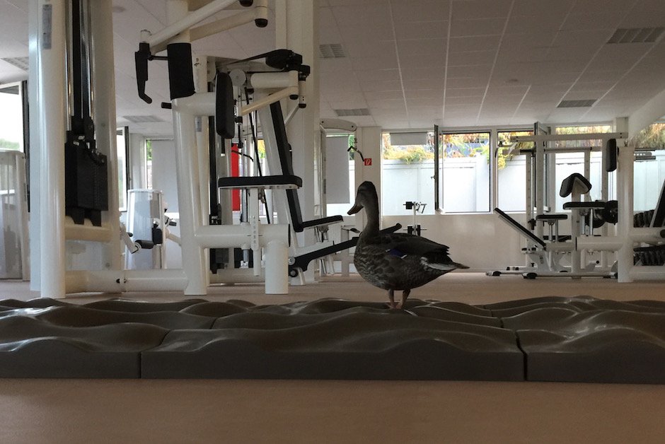 Ente auf Terrasensa 3