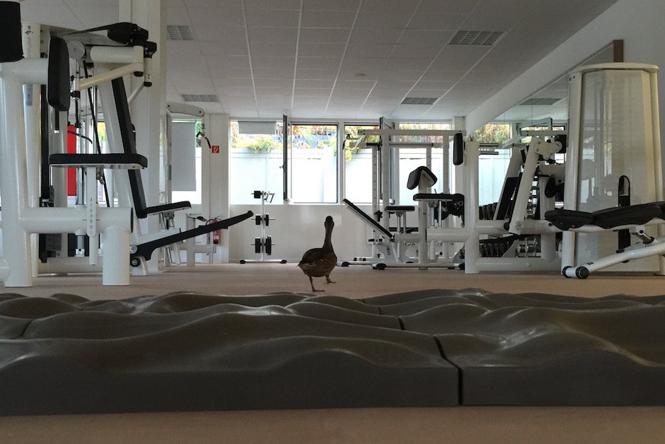 Ente im Fitnessstudio 6