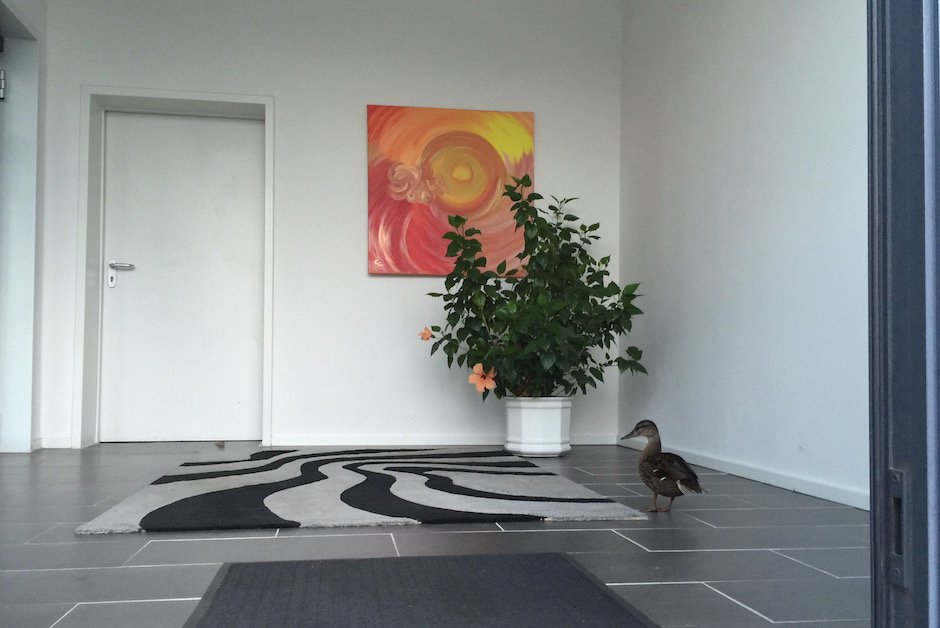 Ente im Fitnessstudio 7