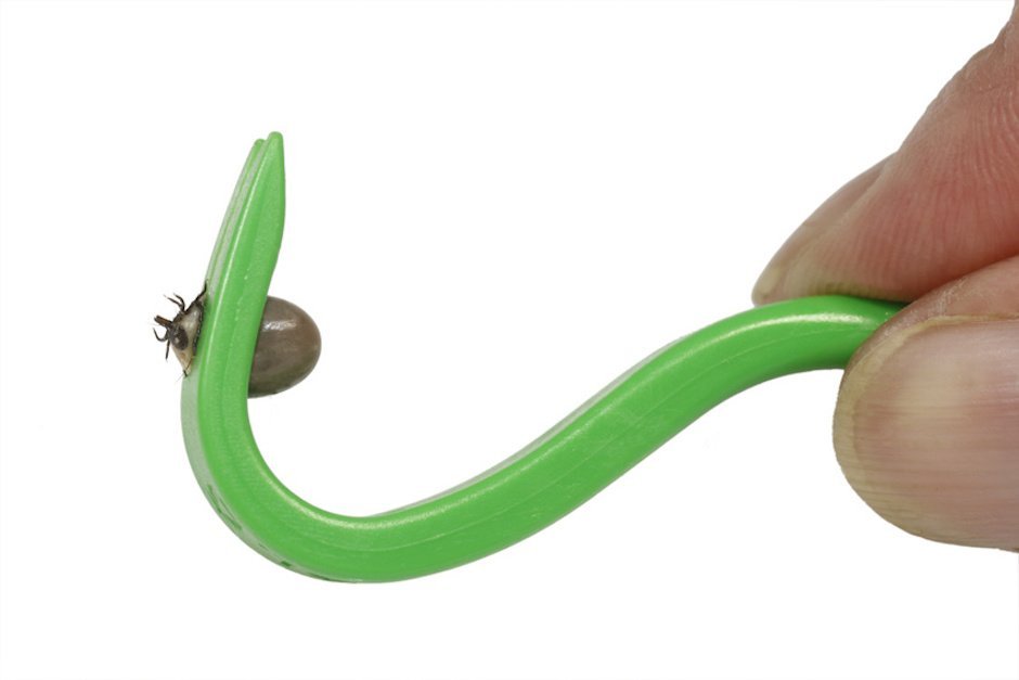 Zecke in einem Zeckenhaken